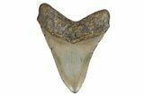Fossil Megalodon Tooth - North Carolina #347109-1